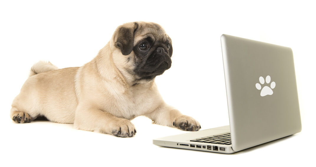Pug With Laptop