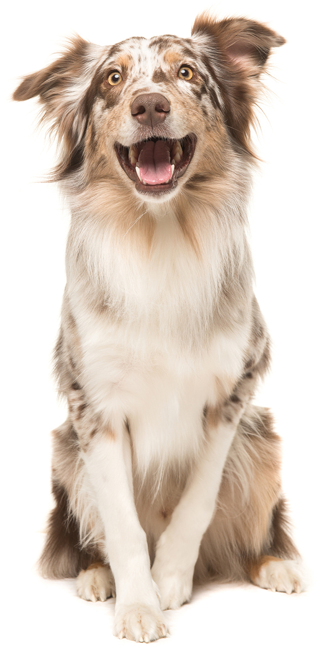 Spotted Dog White Background